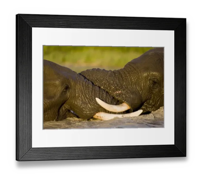 Framed Print : Africa, Botswana Framed Print : Africa, Botswana