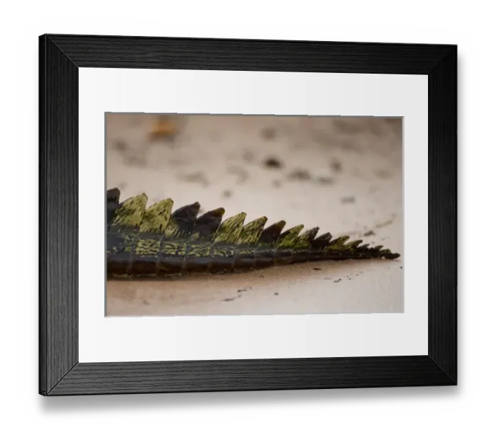 Framed Print : Africa, Botswana Framed Print : Africa, Botswana