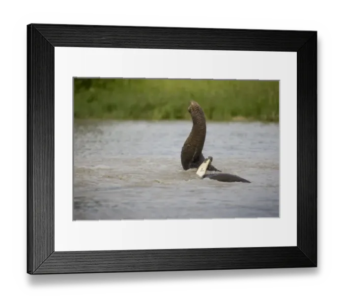 Framed Print : Botswana, Chobe National Park. Close-up view of trunk of Elephant (Loxodonta africana) Framed Print : Botswana, Chobe National Park. Close-up view of trunk of Elephant (Loxodonta africana)