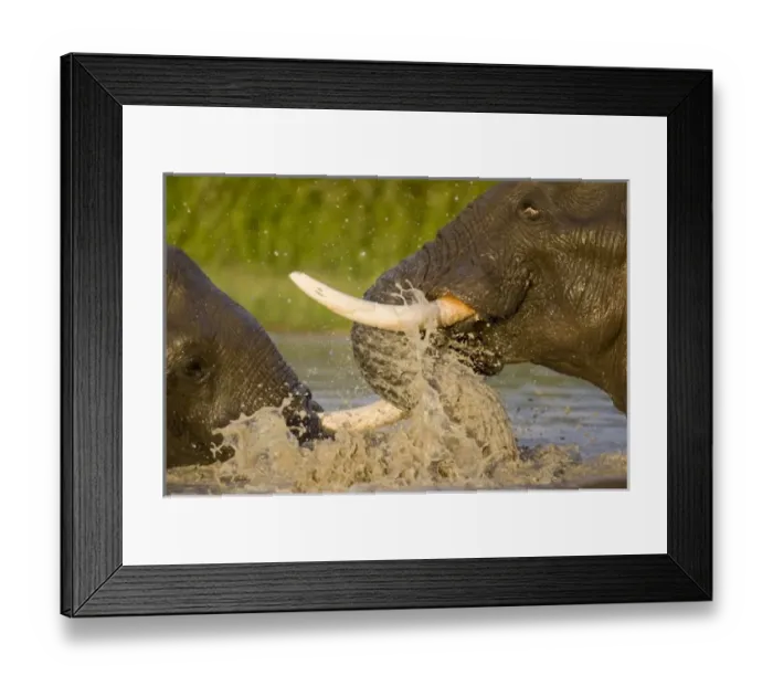 Framed Print : Africa, Botswana Framed Print : Africa, Botswana