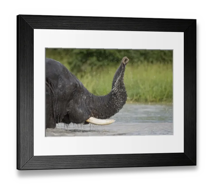Framed Print : Botswana, Chobe National Park. Elephant (Loxodonta africana) playing and splashing