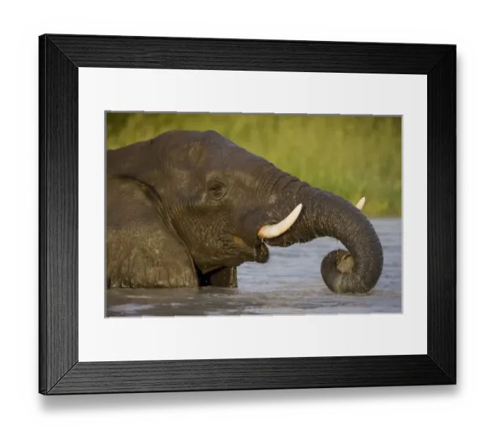 Framed Print : Africa, Botswana Framed Print : Africa, Botswana