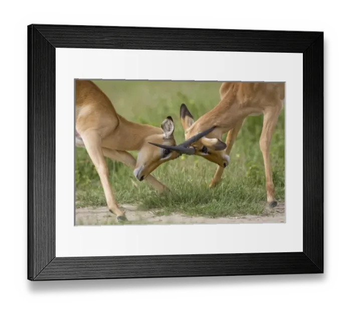 Framed Print : Africa, Botswana