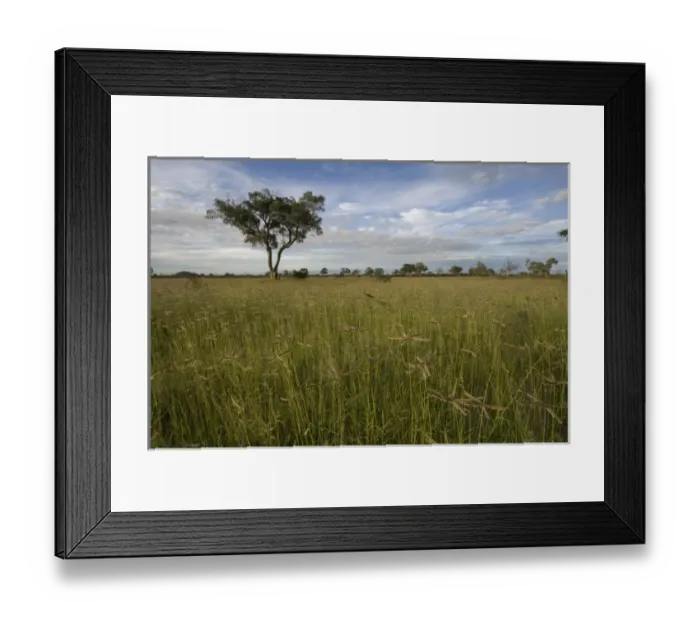 Framed Print : Botswana, Chobe National Park. Tall grass growing in Savuti Marsh during rainy season Framed Print : Botswana, Chobe National Park. Tall grass growing in Savuti Marsh during rainy season