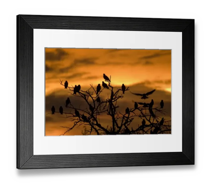 Framed Print : Botswana, Nxai Pan National Park. Black Kites (Milvus migrans) resting in tree at sunset Framed Print : Botswana, Nxai Pan National Park. Black Kites (Milvus migrans) resting in tree at sunset