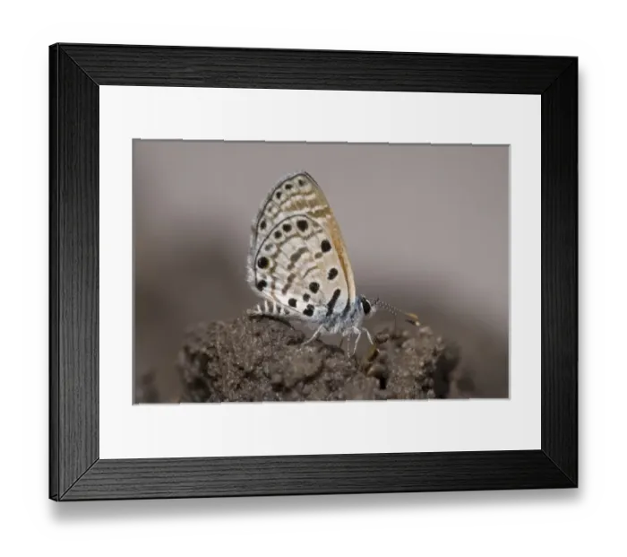 Framed Print : Botswana, Nxai Pan National Park. Butterfly sitting on damp earth during rainy season