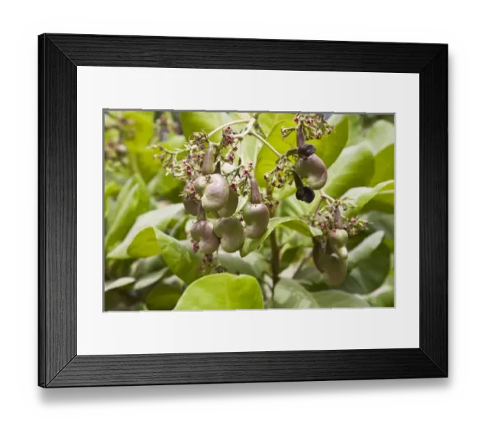 Framed Print : Africa, Benin Framed Print : Africa, Benin