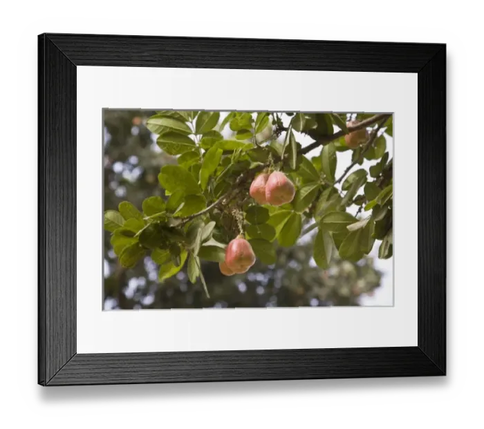 Framed Print : Africa, Benin Framed Print : Africa, Benin