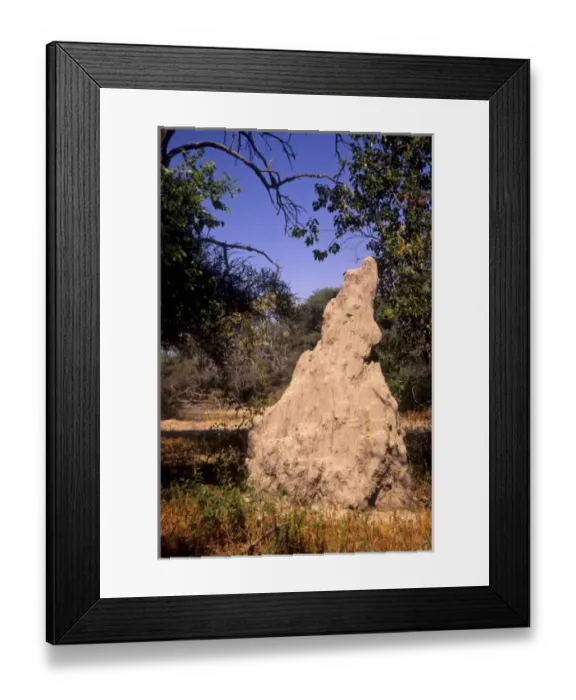 Framed Print : Botswana: Maun, Montsenella Lodge Tree Camp, Termite Mound Framed Print : Botswana: Maun, Montsenella Lodge Tree Camp, Termite Mound