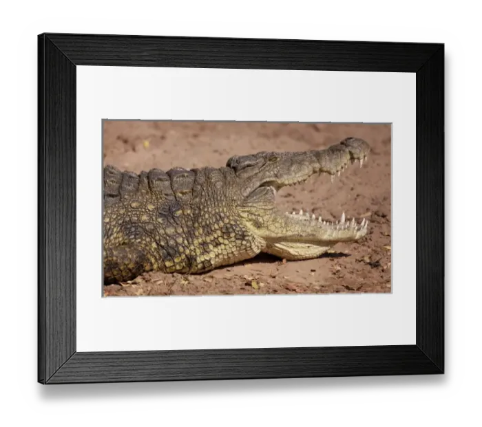 Framed Print : Africa, Botswana, Chobe National Park. Close-up of crocodile in profile with open mouth Framed Print : Africa, Botswana, Chobe National Park. Close-up of crocodile in profile with open mouth