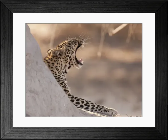 Framed Print : Africa, Botswana, Chobe National Park. Close-up of yawning leopard Framed Print : Africa, Botswana, Chobe National Park. Close-up of yawning leopard