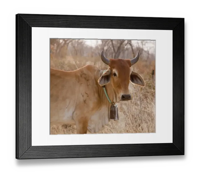 Framed Print : Africa, Botswana, Tsodilo Hills. Cow with bell. (UNESCO World Heritage Site) Credit as Framed Print : Africa, Botswana, Tsodilo Hills. Cow with bell. (UNESCO World Heritage Site) Credit as