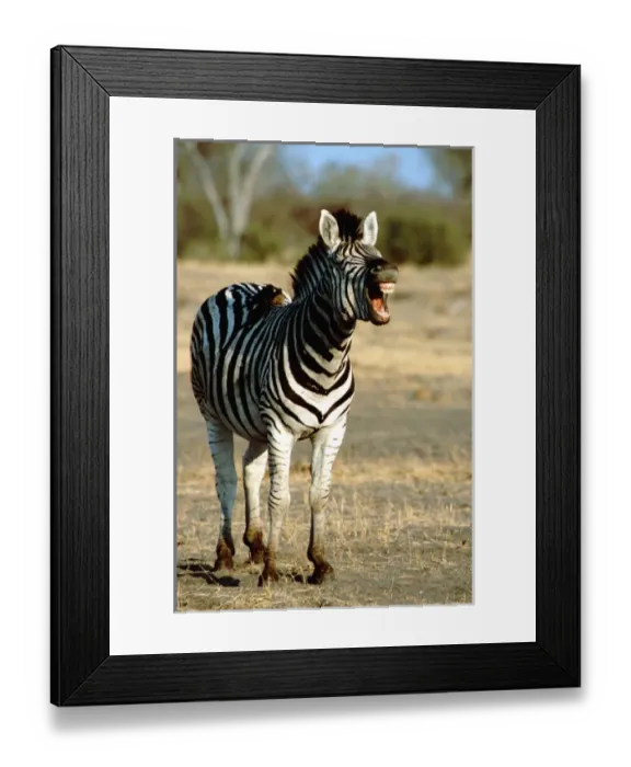 Framed Print : Africa, Botswana Framed Print : Africa, Botswana
