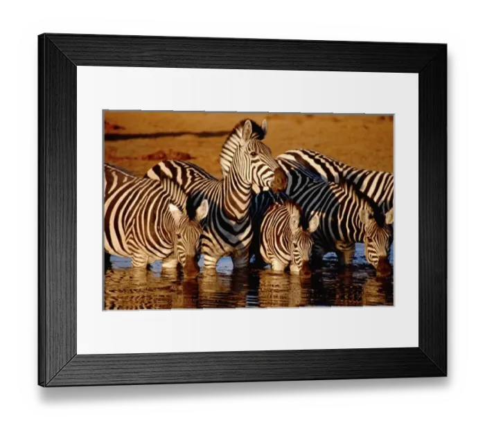 Framed Print : Africa, Botswana, Chobe National Park, Linyanti Wildlife Reserve. Game viewing Framed Print : Africa, Botswana, Chobe National Park, Linyanti Wildlife Reserve. Game viewing