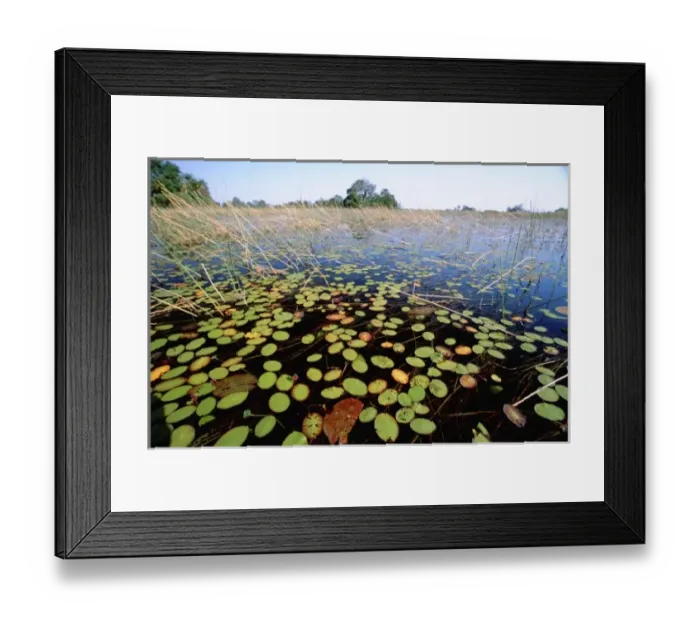 Framed Print : Africa, Botswana, Okavango Delta. Typical delta marsh habitat Framed Print : Africa, Botswana, Okavango Delta. Typical delta marsh habitat