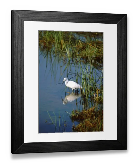 Framed Print : Africa, Botswana, Okavango Delta. Egret in delta wetland habitat Framed Print : Africa, Botswana, Okavango Delta. Egret in delta wetland habitat