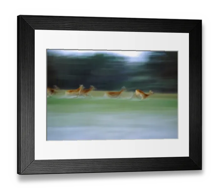 Framed Print : Africa, Botswana, Okavango Delta. Red Lechwe running in wetlands of the delta, blur Framed Print : Africa, Botswana, Okavango Delta. Red Lechwe running in wetlands of the delta, blur