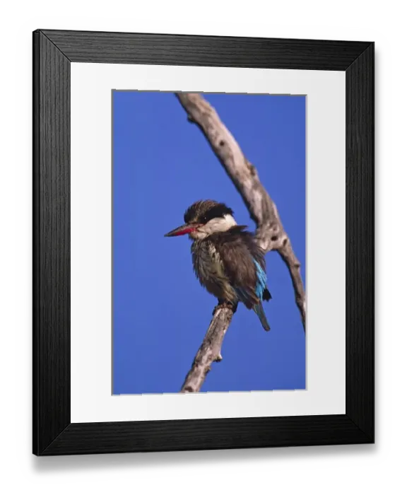 Framed Print : Africa, Botswana, Moremi Widlife Reserve. Portrait of a Striped Kingfisher (Halcyon Framed Print : Africa, Botswana, Moremi Widlife Reserve. Portrait of a Striped Kingfisher (Halcyon