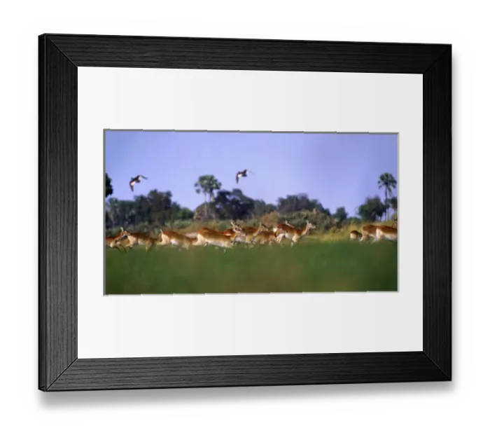 Framed Print : Africa, Botswana, Okavango Delta. A herd of red lechwe (Kobus leche) running through a marsh Framed Print : Africa, Botswana, Okavango Delta. A herd of red lechwe (Kobus leche) running through a marsh