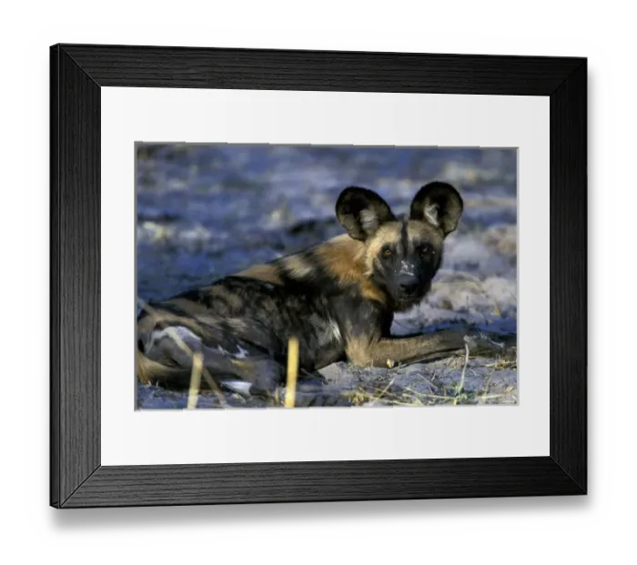 Framed Print : Africa, Botswana, Kwando Reserve. African wild dog (Lycaon pictus) Framed Print : Africa, Botswana, Kwando Reserve. African wild dog (Lycaon pictus)