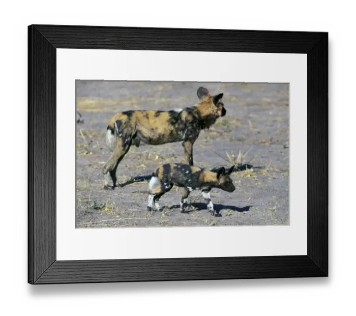 Framed Print : Africa, Botswana