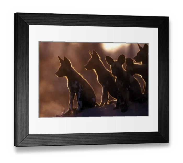 Framed Print : Africa, Botswana, Kwando Reserve. African wild dogs (Lycaon pictus) Framed Print : Africa, Botswana, Kwando Reserve. African wild dogs (Lycaon pictus)