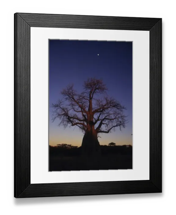 Framed Print : Baobob tree (Adansonia digitata), Okavango Delta, Botswana