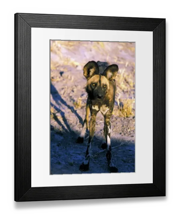 Framed Print : Africa, Botswana