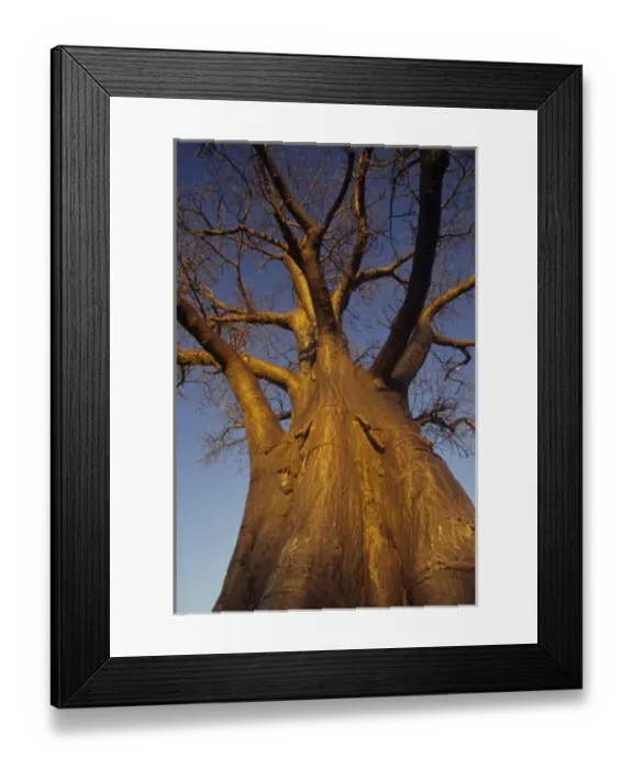 Framed Print : Baobob tree (Adansonia digitata), Okavango Delta, Botswana Framed Print : Baobob tree (Adansonia digitata), Okavango Delta, Botswana