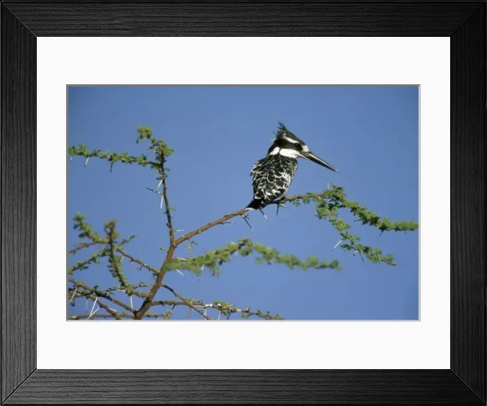 Framed Print : Pied Kingfisher, (Ceryle rudis), on riverside perch, Okavango Delta, Botswana Framed Print : Pied Kingfisher, (Ceryle rudis), on riverside perch, Okavango Delta, Botswana