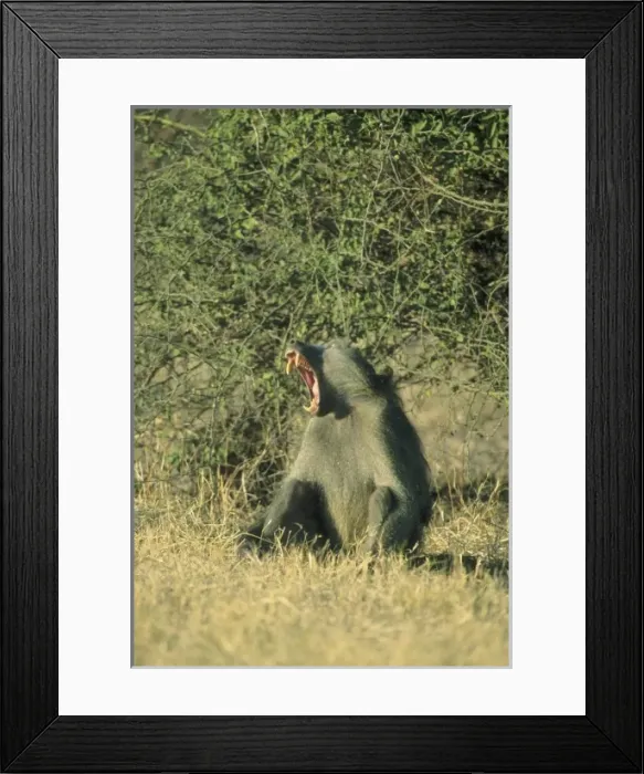 Framed Print : Chacma Baboon, (Papio cyanocephalus), Botswana Framed Print : Chacma Baboon, (Papio cyanocephalus), Botswana
