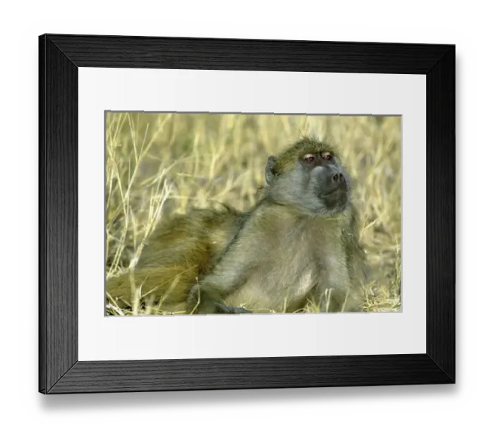 Framed Print : Chacma Baboon, (Papio cyanocephalus), laying in grass, Chobe National Park, Botswana