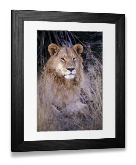 Framed Print : Africa, Botswana. African Lion (Panthera leo)