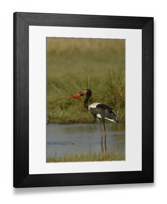 Framed Print : Saddlebilled stork (Ephippiorhynchus senegalensis) Okavango Delta, BOTSWANA Southern Africa