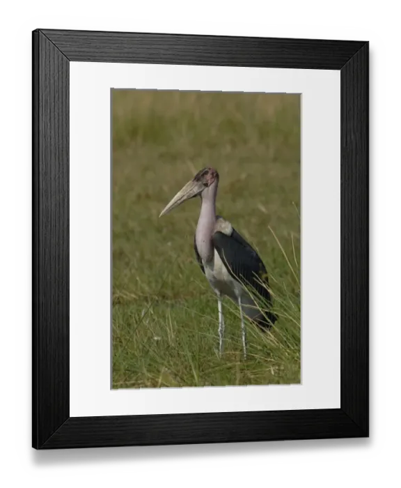 Framed Print : Marabou stork (Leptoptilos crumeniferus) Okavango Delta, BOTSWANA Southern Africa Framed Print : Marabou stork (Leptoptilos crumeniferus) Okavango Delta, BOTSWANA Southern Africa