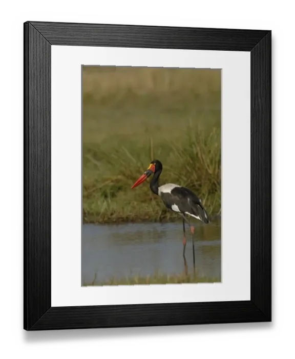 Framed Print : Saddlebilled stork (Ephippiorhynchus senegalensis) Okavango Delta, BOTSWANA Southern Africa Framed Print : Saddlebilled stork (Ephippiorhynchus senegalensis) Okavango Delta, BOTSWANA Southern Africa