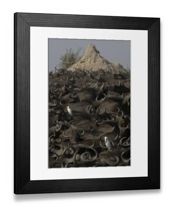 Framed Print : Africa, Botswana