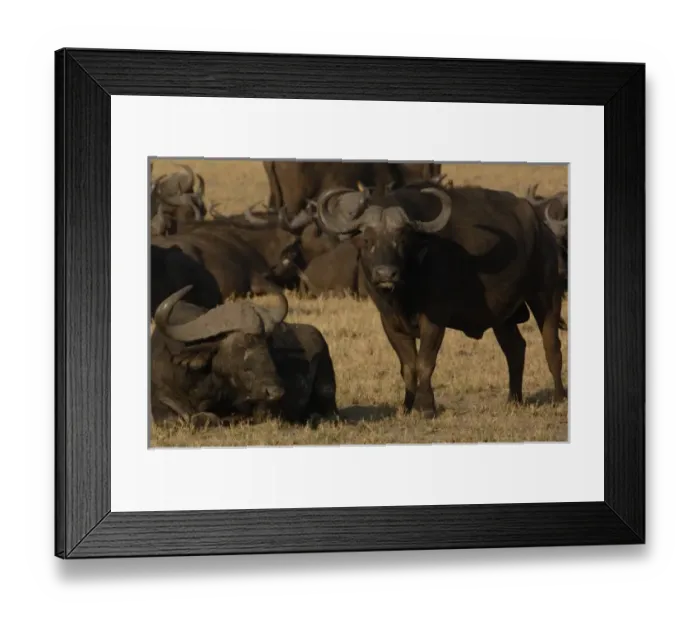 Framed Print : Africa, Botswana