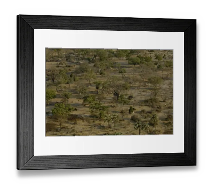 Framed Print : Woodlands occur on the larger floodplain islands that have risen above the areas Framed Print : Woodlands occur on the larger floodplain islands that have risen above the areas