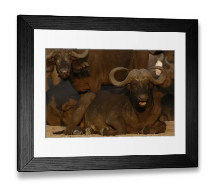 Framed Print : Buffalo (Syncerus caffer) herd in a tight group after sleeping in the hopes it will Framed Print : Buffalo (Syncerus caffer) herd in a tight group after sleeping in the hopes it will
