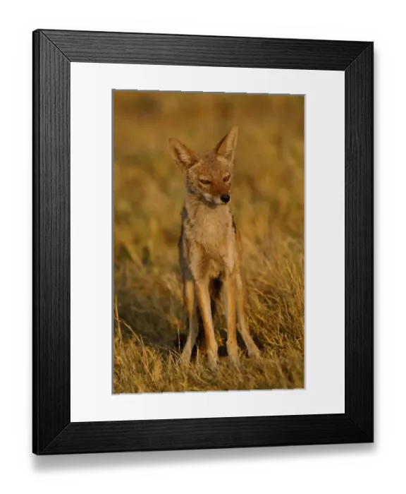 Framed Print : Black-backed jackal (Canis mesomelas) Mombo area, Chiefs Island. Okavango Delta Framed Print : Black-backed jackal (Canis mesomelas) Mombo area, Chiefs Island. Okavango Delta