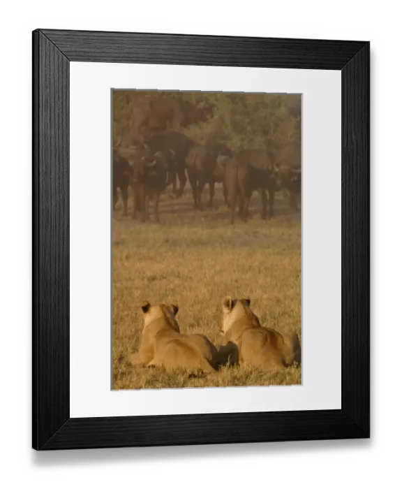 Framed Print : Lion pride (Panthera leo) following the buffalo herd (Syncerus caffer) - which number Framed Print : Lion pride (Panthera leo) following the buffalo herd (Syncerus caffer) - which number