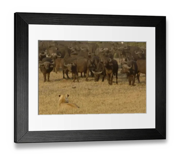 Framed Print : Africa, Botswana Framed Print : Africa, Botswana