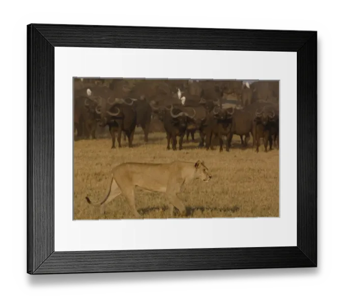 Framed Print : Lion pride (Panthera leo) following the buffalo herd (Syncerus caffer) - which number Framed Print : Lion pride (Panthera leo) following the buffalo herd (Syncerus caffer) - which number