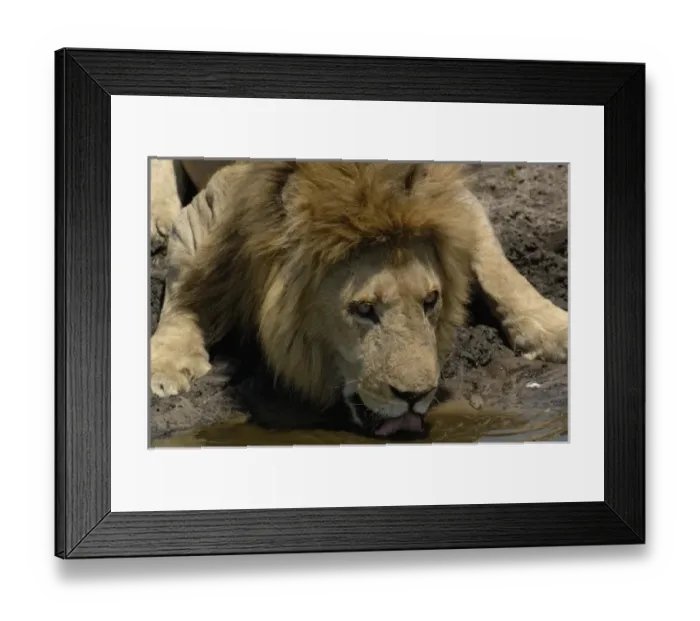 Framed Print : Africa, Botswana Framed Print : Africa, Botswana