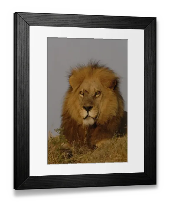 Framed Print : Lion (Panthera leo) this is one of the Duba pride males. Duba Plains. Okavango Delta Framed Print : Lion (Panthera leo) this is one of the Duba pride males. Duba Plains. Okavango Delta