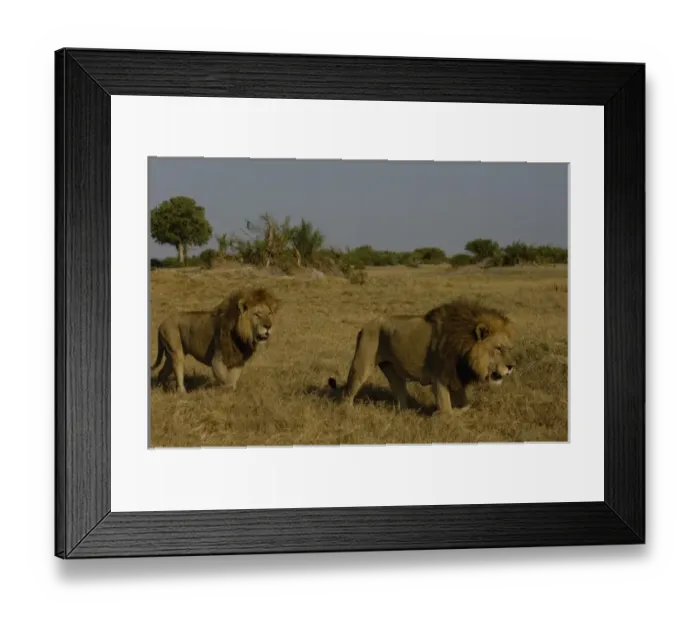 Framed Print : Lions (Panthera leo) These are the Duba pride males. Duba Plains. Okavango Delta Framed Print : Lions (Panthera leo) These are the Duba pride males. Duba Plains. Okavango Delta