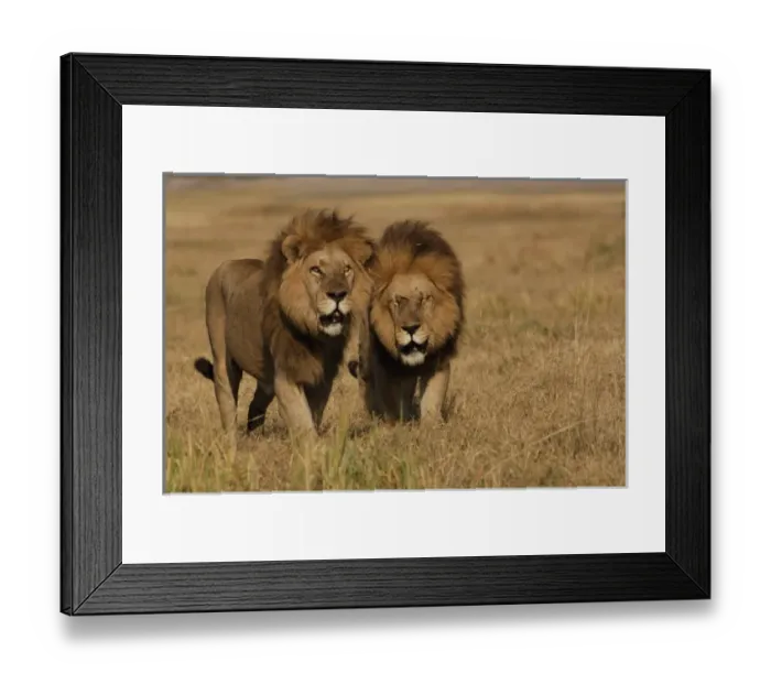 Framed Print : Lions (Panthera leo) These are the Duba pride males. Duba Plains. Okavango Delta