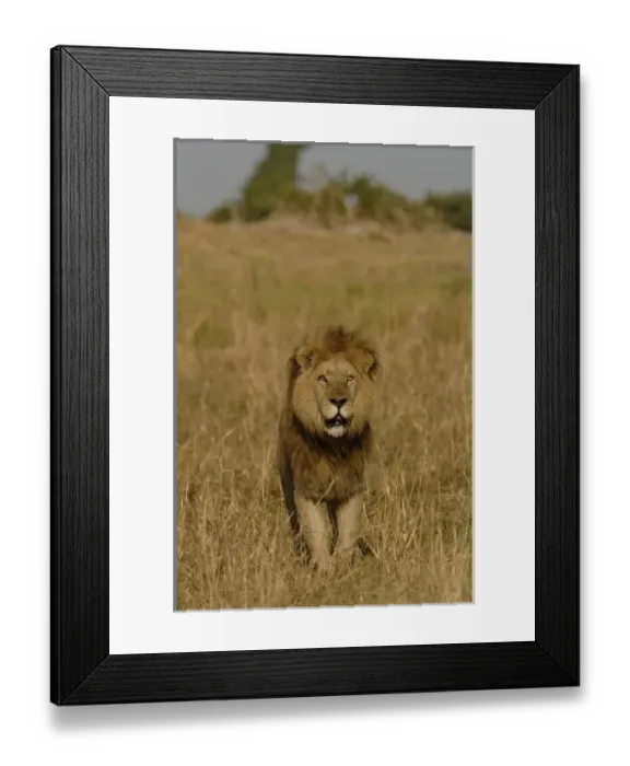 Framed Print : Lion (Panthera leo) this is one of the Duba pride males. Duba Plains. Okavango Delta