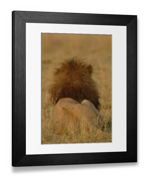 Framed Print : Lion (Panthera leo) this is one of the Duba pride males. Duba Plains. Okavango Delta Framed Print : Lion (Panthera leo) this is one of the Duba pride males. Duba Plains. Okavango Delta